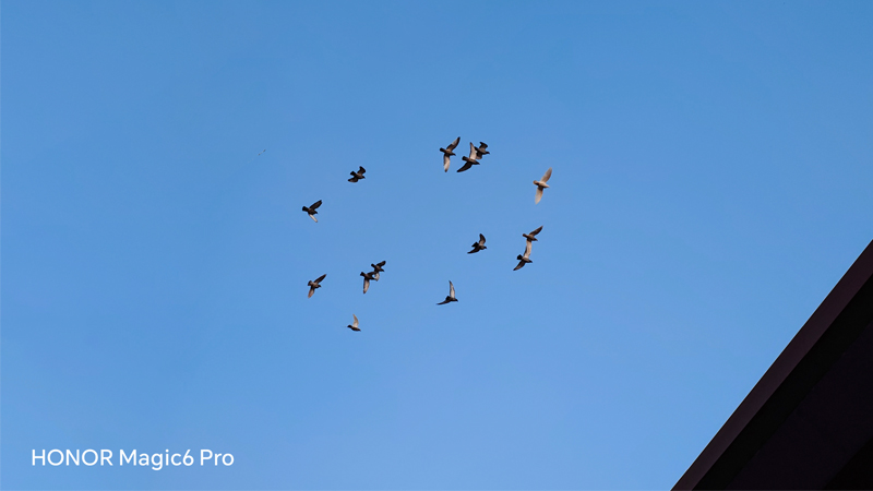 HONOR Magic6 Pro Proves to be the Top AI Camera Phone with Pro-grade Falcon Camera System birdshonor