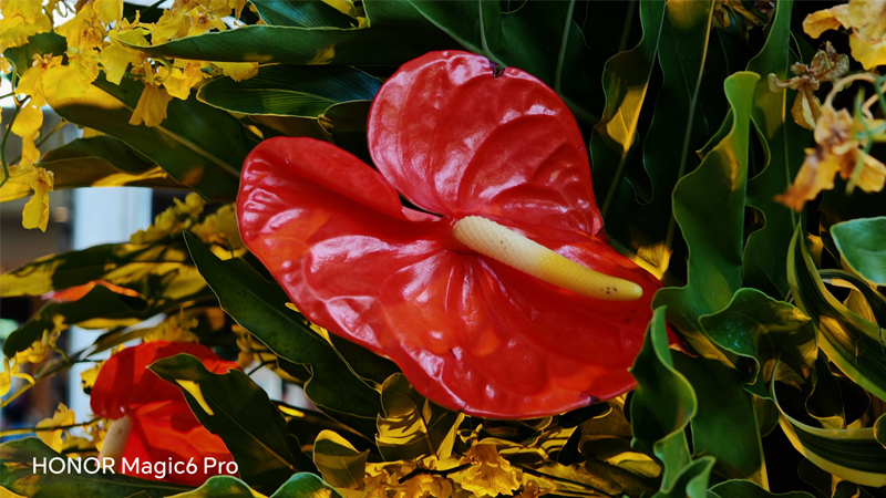 HONOR Magic6 Pro Proves to be the Top AI Camera Phone with Pro-grade Falcon Camera System flowerhonor