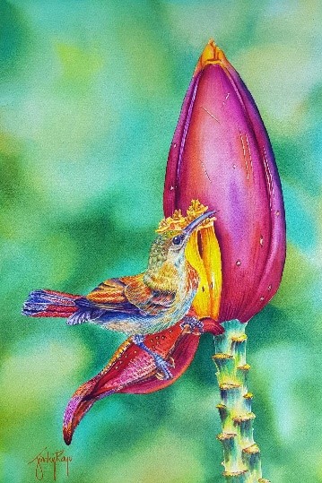 “Fluid Vision”: A celebration of watercolor in ARTablado PR ARTablado Presents Fluid Vision The Magnificent Sunbird by Jinky Rayo
